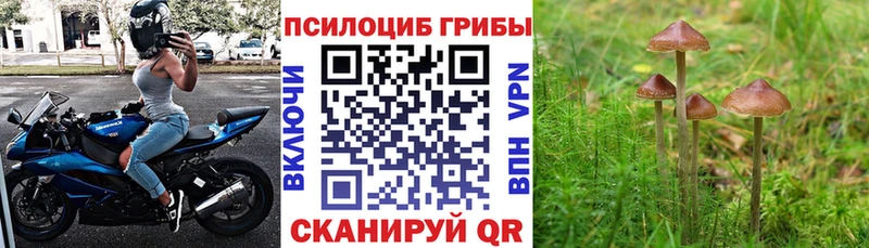 Псилоцибиновые грибы мицелий  Богородицк 